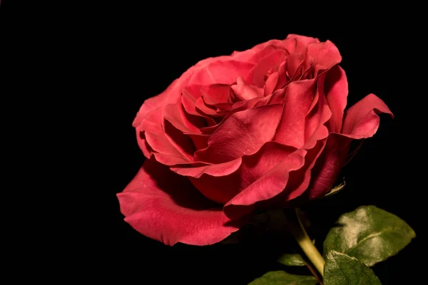 Piros rózsa fekete háttér — Stock Fotó