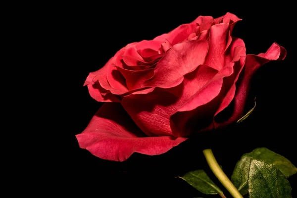 Czerwona róża czarne tło — Zdjęcie stockowe