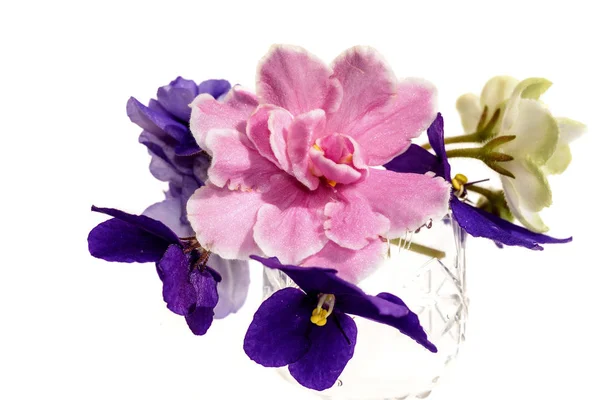 Violette bloemen boeket witte achtergrond — Stockfoto