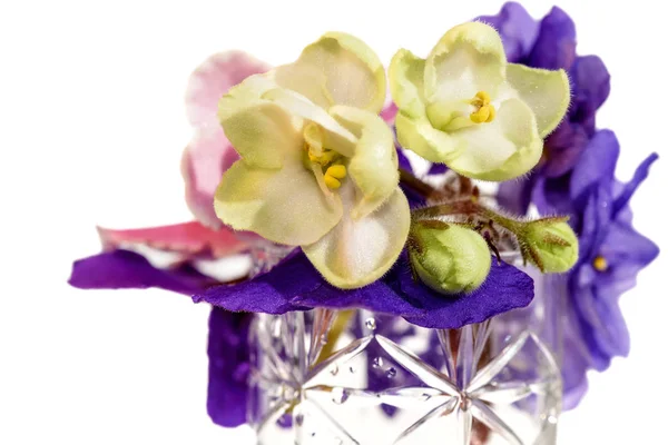 Flori violet buchet fundal alb — Fotografie, imagine de stoc