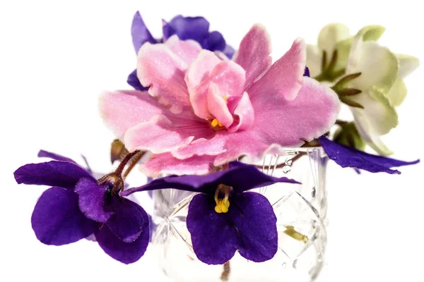Violette Blumen Strauß weißer Hintergrund — Stockfoto
