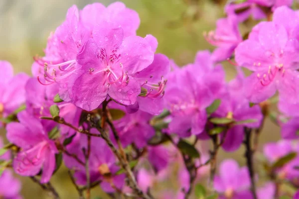 Rododendronów kwiaty magenta tło deszcz — Zdjęcie stockowe