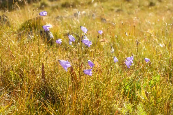 Blauwe bloemen klokken gras — Stockfoto