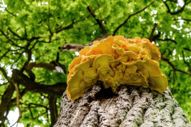 mushroom chaga tree trunk yellow clipart