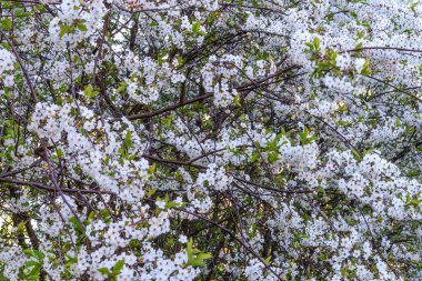 beyaz çiçekleri kiraz arka plan