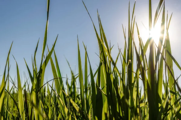 Grass sun background spring — Stock Photo, Image