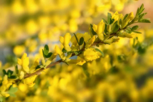 Żółte kwiaty akacji oddział tło — Zdjęcie stockowe