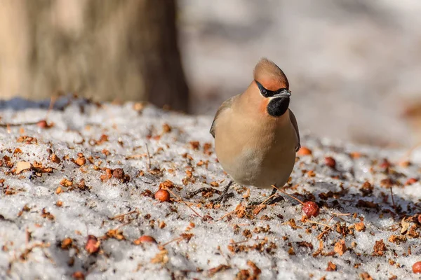 Waxwing bird apples snow — Stock Photo, Image