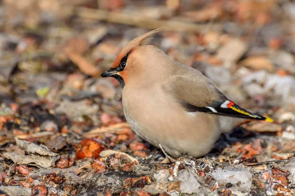 Waxwing bird apples snow — Stock Photo, Image