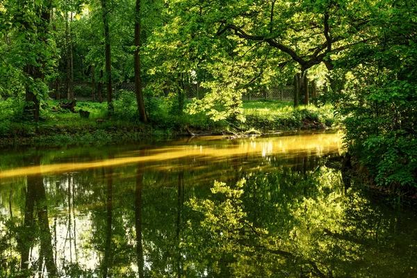 Teichbäume reflektieren Sonnenlicht Park — Stockfoto