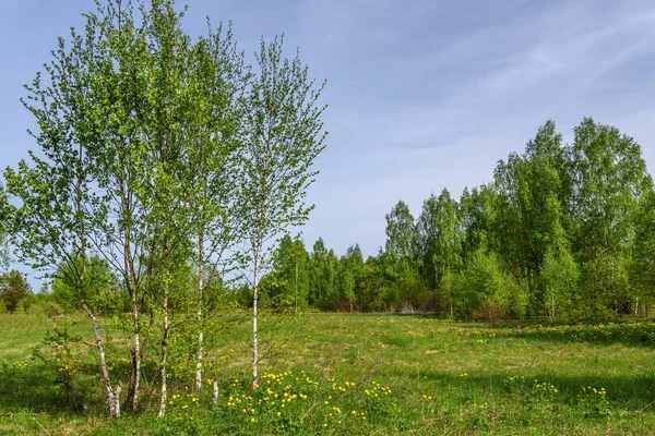 단풍과 노란색 야생화 봄에서 풀밭에서 Trollius Europaeus 자작나무 나무와 — 스톡 사진