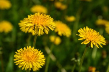 karahindiba çiçek çayır sarı