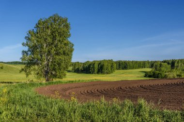 alan çayır karık huş tarım