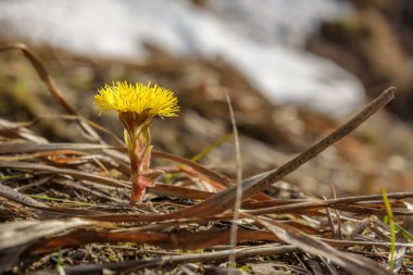 Anne ve üvey annesi portre sarı çiçekler bahar 
