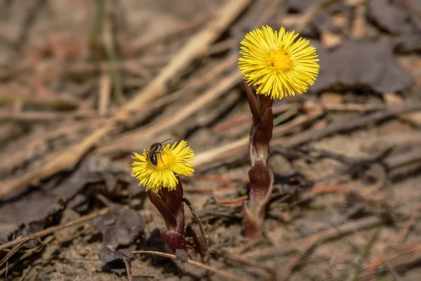 Gula blommor våren mor-och-styvmor närbild — Stockfoto