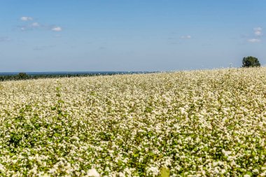 Buğday alan beyaz çiçekler