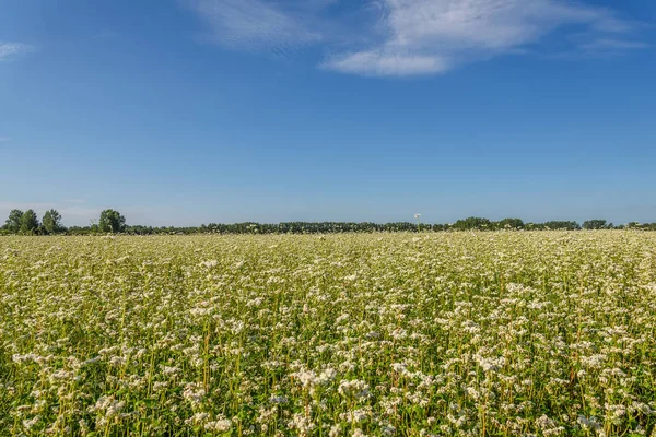Kasza gryczana kwiaty białe pola — Zdjęcie stockowe