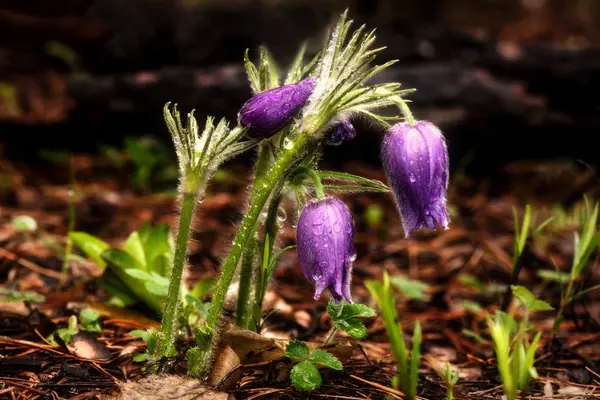 スノー ドロップの花最初春露 — ストック写真