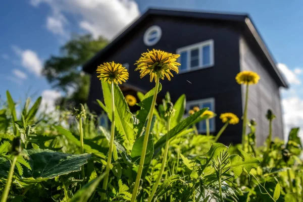 Abstract View Bottom Yellow Dandelions Grass Sunlight Background Wooden Two — Stock Photo, Image