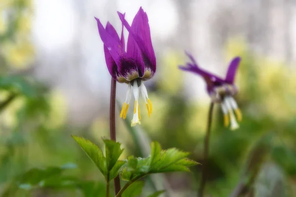 Wiosna Kwiaty bordo psiząb — Zdjęcie stockowe