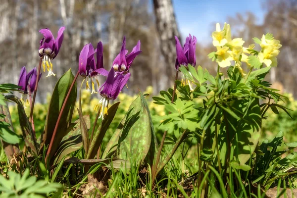 Wilde bloemen donkerrood voorjaar Erythronium — Stockfoto