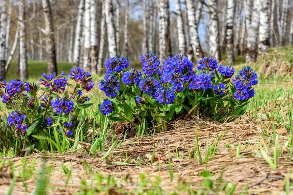 Медуника голубая весенняя береза Pulmonaria — стоковое фото