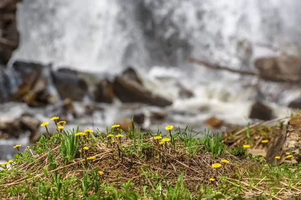Moeder-en-stiefmoeder gele bloemen waterval voorjaar — Stockfoto