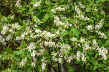 beyaz çiçekler kuş-kiraz arka plan