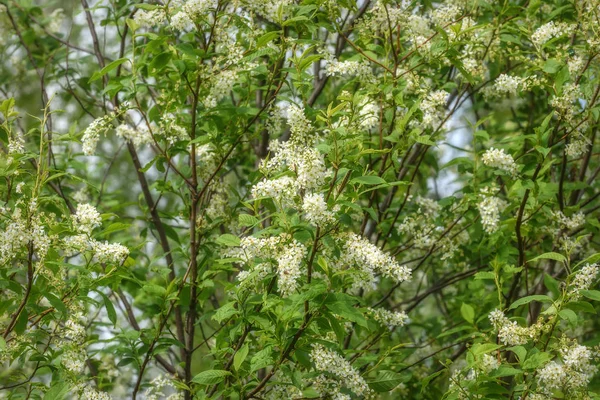 Vita blommor Häggen bakgrund — Stockfoto