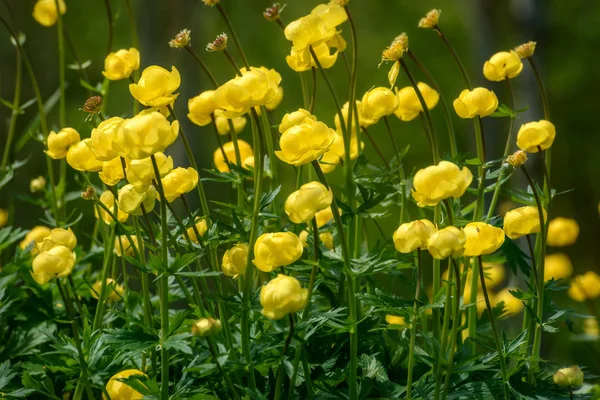 Gelbe Blumen Trollius europaeus Gras — Stockfoto