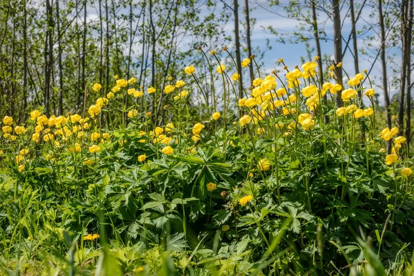 Żółte kwiaty pełnik europaeus trawy — Zdjęcie stockowe