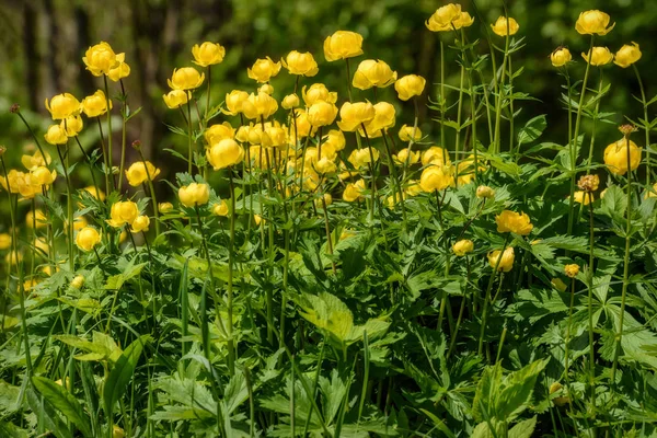 Yellow flowers Trollius europaeus grass — Stock Photo, Image