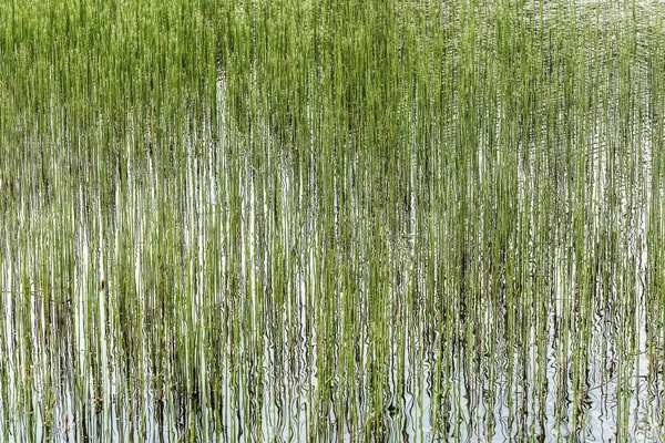 Plantas de agua reflexión fondo verde — Foto de Stock