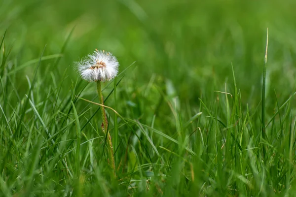 Paardebloem witte bloem pluizig close-up — Stockfoto