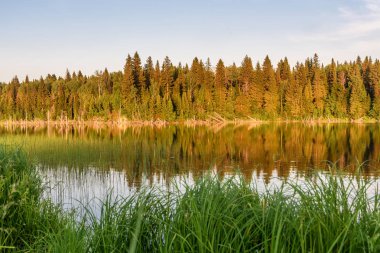 Lake Forest'ta yansıma yaz