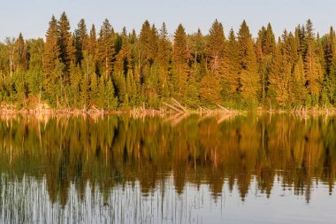 Lake Forest'ta yansıma yaz