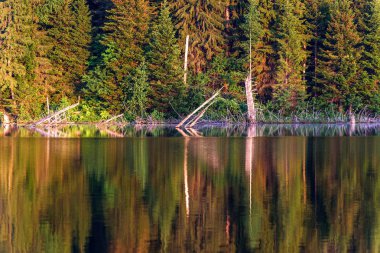 Lake Forest'ta yansıma arka plan yaz