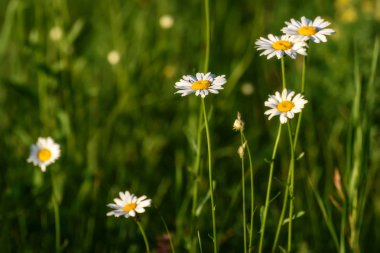 Papatya çiçek çayır
