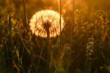 Tragopogon büyük beyaz kabarık yakın çekim günbatımı