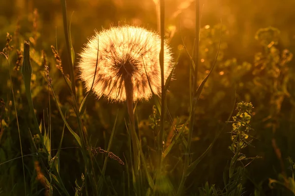 Tragopogon μεγάλο λευκό αφράτο γκρο πλαν ηλιοβασίλεμα — Φωτογραφία Αρχείου