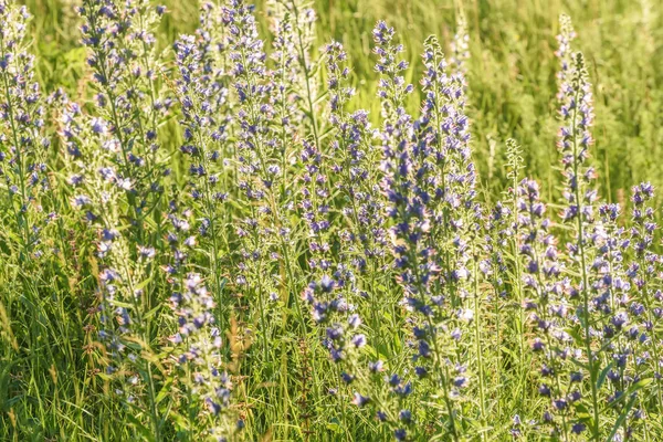 Fleurs bleues prairie lumière du soleil Echium vulgare — Photo