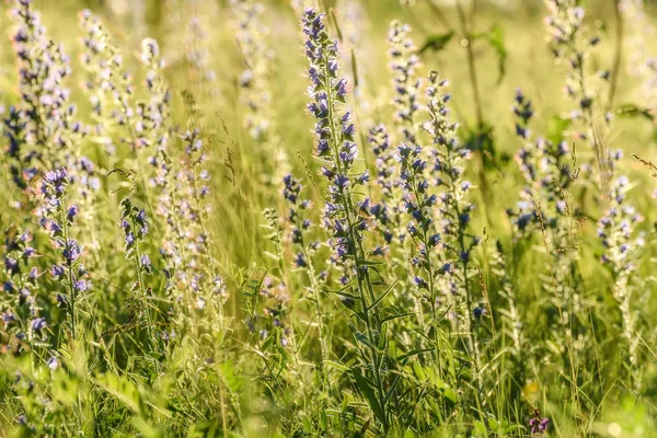 Fleurs bleues prairie lumière du soleil Echium vulgare — Photo