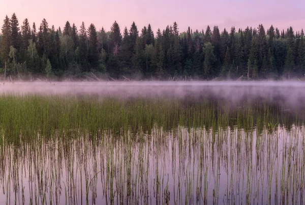 Lago alba rosa foresta nebbia — Foto Stock