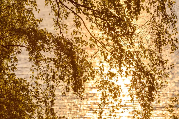 Birke lässt Wasser Sonnenuntergang Hintergrund — Stockfoto