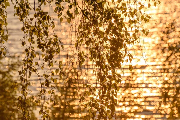 Březové listy vodu slunce pozadí — Stock fotografie