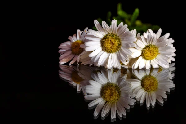 Päivänkakkara valkoinen kukka musta tausta — kuvapankkivalokuva