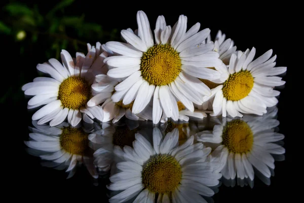 Daisy witte bloem zwarte achtergrond — Stockfoto