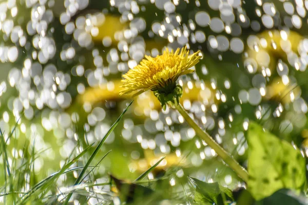 Regen Löwenzahn Tropfen Hintergrund Wiese — Stockfoto