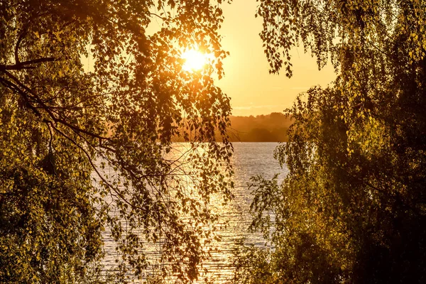 Birkenhain lässt Sonnenuntergang — Stockfoto