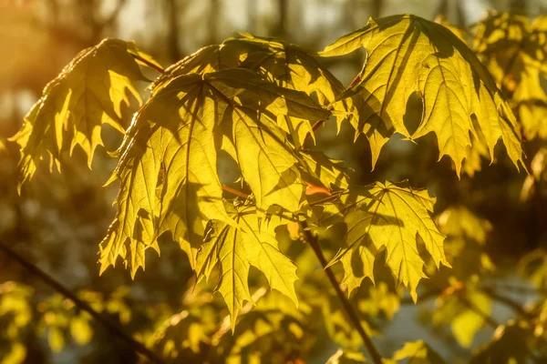 maple leaves sunlight backgrounds